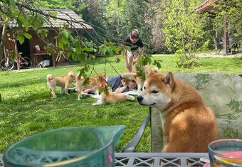 Shiba inu  s PP  /FCI / - 17