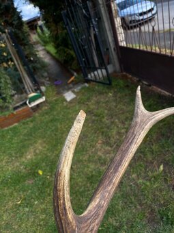 Jelenie zhody / parohy 62cm - 17