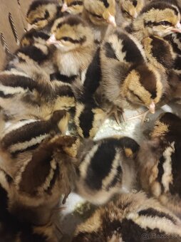 Kuričky, Kalimero - 17