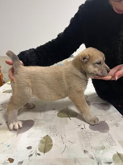 Stredoázijský ovčiak SAO - 17