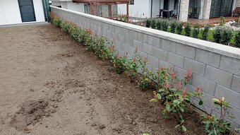 Tuja Smaragd, vavrínovec, červienka, gaštan - Ružomberok - 17
