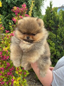 Pomeranian FCI - 17