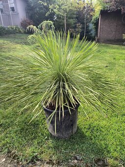 Sabal brazoriensis mrazuvzdornu palmu -16 - 17