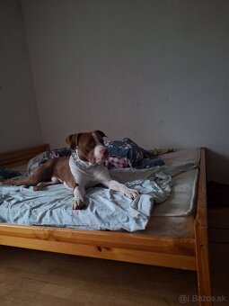 Darujem pitbulla - 17