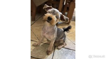 Baricsfarma ponúka na predaj yorkshirských teriérov - 17