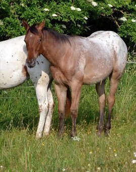 Pripúšťanie Quarter Horse - 17