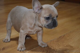 francuzsky buldocek - 17