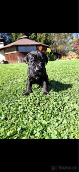 Bandog - 17
