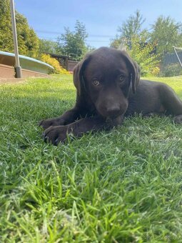 hnědé šteniatka labrador a – pripravené na odber - 17
