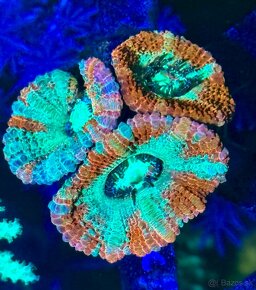 Morske Koraly - aktuálna ponúka - 17