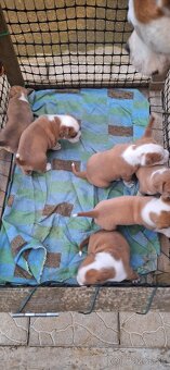 American Bully - 17