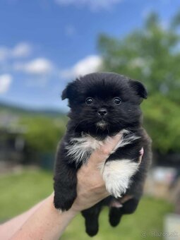 Pomeranian +nemecký špic - 17