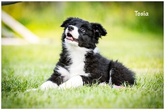 Border Collie Border Kolia s PP FCI - 17