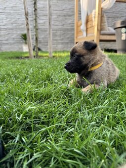 Belgický ovčiak - Malinois - 17