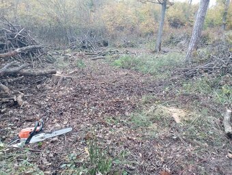 Agát, Agátové ploty - 17