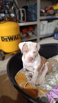 Šteniatka American Bully XL - 17