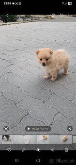 Pomeranian spic - 17