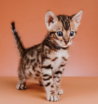 Bengalsky kocurik na krytie - 17