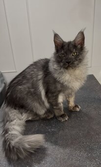 Maine coon,  mainská mývalia s PP - kocúrik - 17