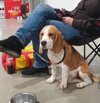 Bigel, bigl, beagle s PP - 17
