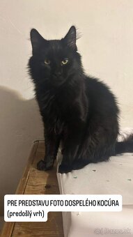1/2 Mainská mývalia mačka/kocúr (Maine Coon) - 17