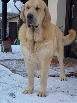 Španělský mastin štěňátka k odběru od 20.1. - 17