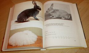 Vzorník plemen králíku - 17