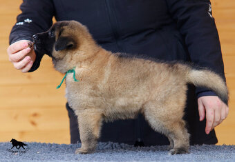 Belgický ovčiak Tervueren - štěňátka s PP - 17