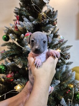 Americký bezsrstý teriér - 17