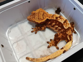 Pagekon řásnatý ( Cilliatus) - 2 - 17