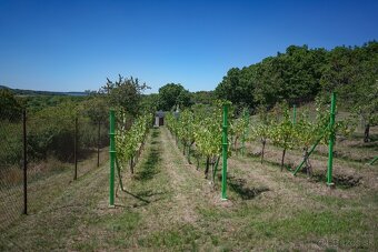 Chata s vinicou - 17