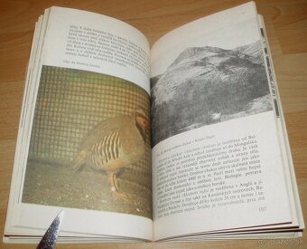 Bažanti a ostatní hrabaví - 17