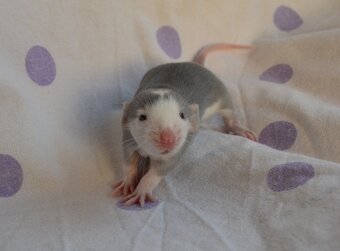 Potkaníky s rodokmeňom - rezervácie - 17