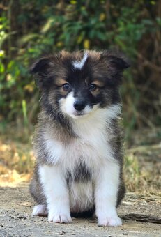 Austrálsky ovčiak × Border collie, borderka, border kólia - 17