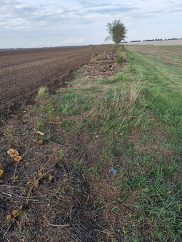 ♻️Čistenie pozemkov, kosenie, mulčovanie.♻️ - 17