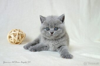 Nádherné britské mačiatka s PP ♥ - 17
