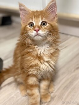 Maine coon - 17
