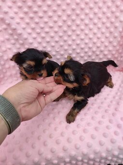 Yorkshire terrier - 17