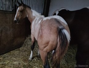 luxusní PAINT HORSE PLEMENÍK, DOUBLE HOMOZYGOT, import - 17