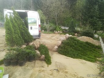 Tuja Smaragd , vavrínovec, červienka, gaštan - Trenčín - 17