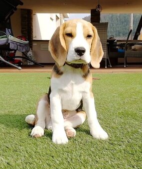 Bigel, bigl, beagle s PP - 17