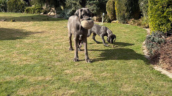 Německá doga modrá s PP Euphorie Blue HH - 17