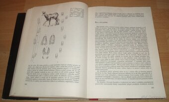 Dutorohá zvěř - 17