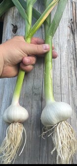 Domáci dedov -Ruský cesnak paličiak fialovy - 17