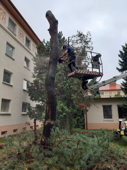 Pílenie stromov, arboristika, výrub stromov, orez stromov - 17