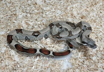 Boa imperator - Normal a Hypo 66% het Sterling VPI - 17
