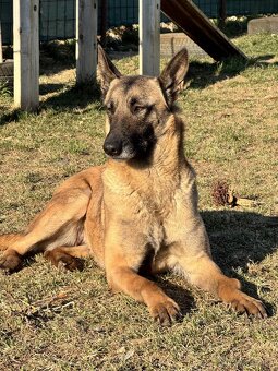 Belgický ovčiak Malinois ,,G” vrh - 17