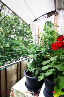 REZERVOVANÉ:Priestranný 3-izbový byt v Bernolákove: pokoj, z - 17