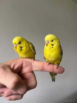 Andulka Maznačik - 17