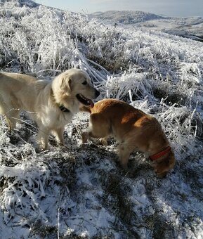 Zlatý retriever - 17